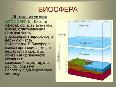 Понятие о живой оболочке Земли (биосфере) и ее границах