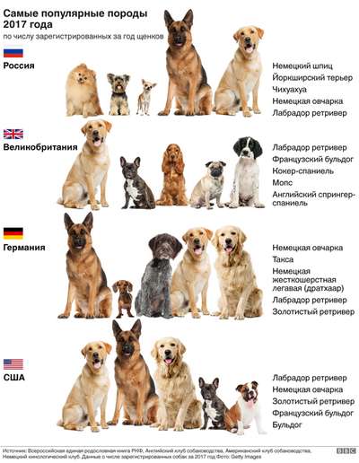Какие породы собак являются самыми лучшими и популярными в мире?