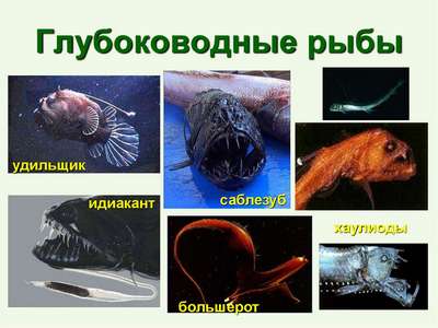 Глубоководные рыбы: хаpaктеристика, примеры и фото