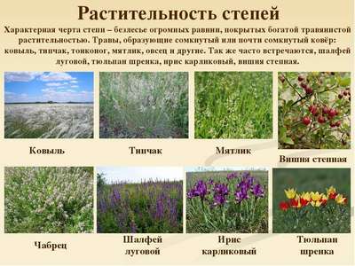 Какие растения растут в степной зоне – названия, фото и хаpaктеристика