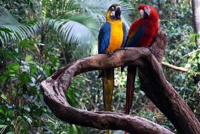 Животный мир тропических дождевых лесов