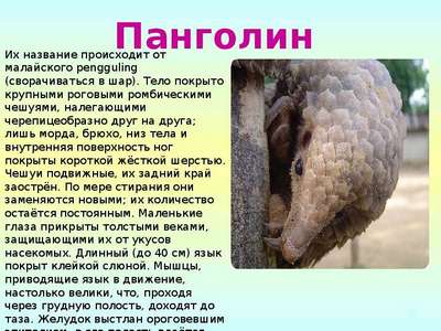 Панголин: краткое описание и фото чешуйчатого млекопитающего