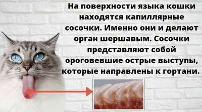 Зачем кошкам шершавый язык? Как они пьют воду? – Фото и видео