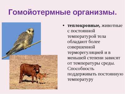 Гомойотермные животные: примеры, особенности, плюсы и недостатки эндотермии