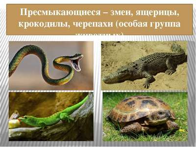 Змея — это рептилия или земноводное?