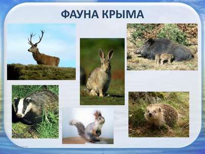 Какие животные обитают в Крыму?