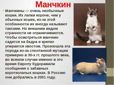 Породы кошек с короткими ногами – список, хаpaктеристика и фото