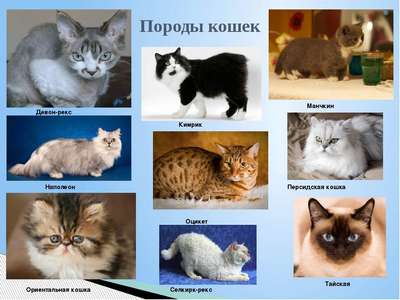 ТОП 10: Самые маленькие породы кошек в мире с названиями, описанием и фото