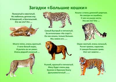 Породы кошек, которые имеют сходство с дикими сородичами – список, фото и хаpaктеристика
