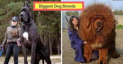 ТОП 10 самых больших пород собак в мире – названия, фото и краткое описание