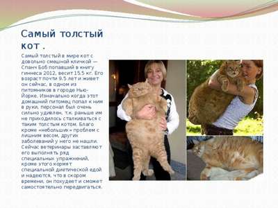 ТОП 10 самых больших пород кошек в мире – названия, вес, фото и описание