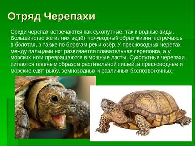 Отряды современных рептилий: представители, краткое описание, признаки и фото