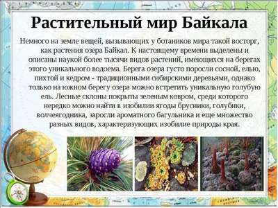 Растительный мир Байкала – примеры, хаpaктеристика и фото