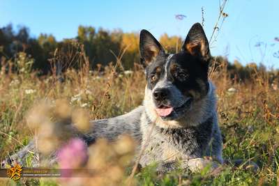 Австралийская пастушья собака: хаpaктеристика, стандарт, описание, содержание, фото и видео