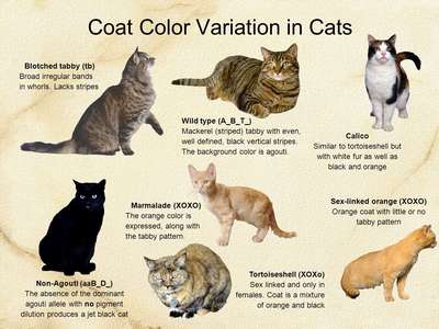 Породы кошек с рыжим окрасом – список, хаpaктеристика и фото