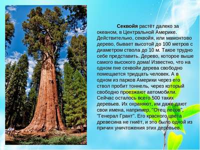 Какие деревья самые высокие на Земле – список, хаpaктеристика и фото