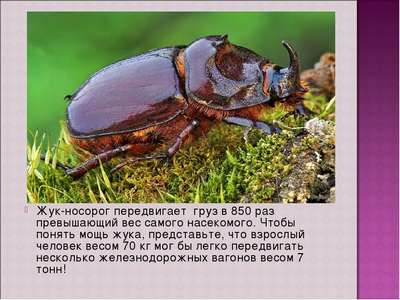 Чем питаются жуки в природе и домашних условиях?