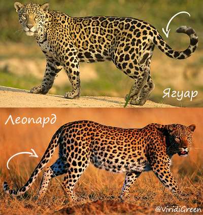 В чем разница между ягуаром и леопардом – главные отличия + фото
