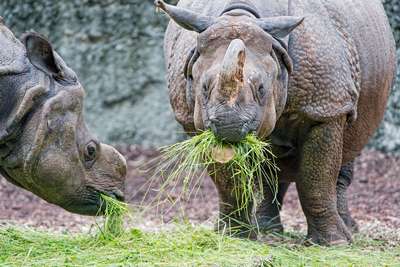 Что едят носороги в дикой природе?