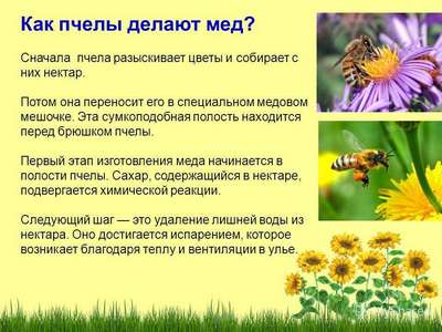 Как пчелы делают мед? Краткое описание процесса, фото и видео
