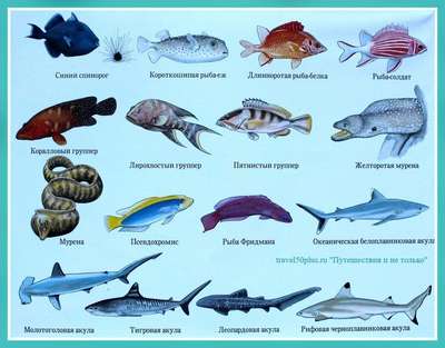 Какие виды рыб обитают в Красном море – названия, фото и хаpaктеристика