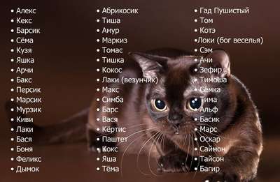 Красивые клички для кошек и котов в алфавитном порядке