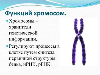 Хромосомы: структура, функции и аномалии