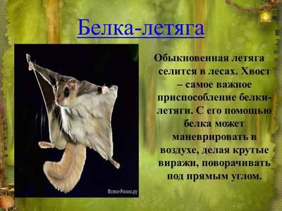 Обыкновенная летяга – единственный вид белок из подсемейства летяг обитающий в России