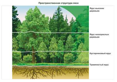 Структура леса