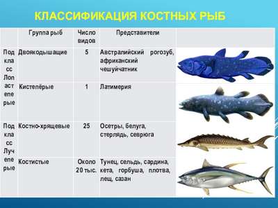 Костные рыбы – описание, типы, признаки и классификация