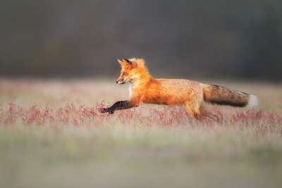 С какой скоростью бегает обыкновенная лисица?