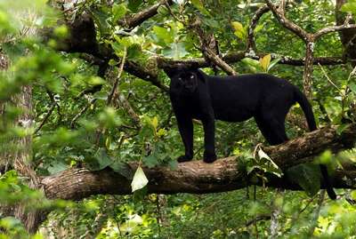 Где обитает черная пантера в дикой природе?
