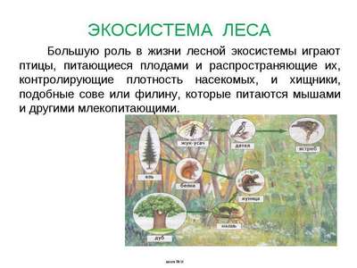 Экосистема, биоразнообразие и экология леса