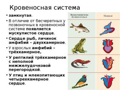 Различие млекопитающих с птицами, рептилиями, амфибиями и рыбами