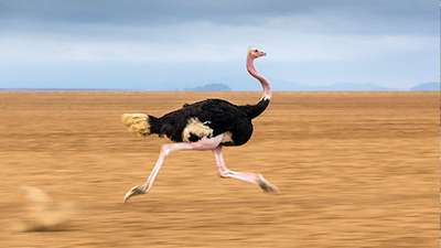 Как быстро бегает страус?