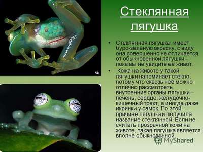 Самые необычные виды лягушек в мире – описание, факты и фото