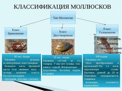 Моллюски – описание, признаки и классификация