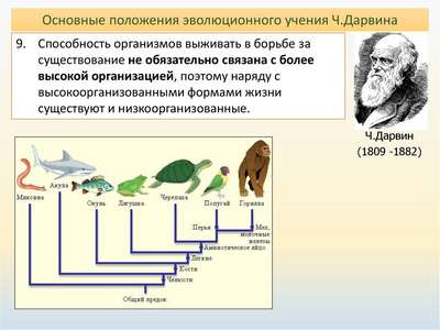 Теория биологической эволюции и генетическое разнообразие
