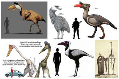 Древние ископаемые птицы – виды, описание, факты и фото доисторических птиц