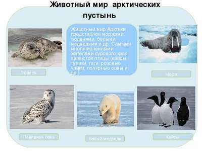 Какие животные обитают в Арктике – список видов, фото и хаpaктеристика