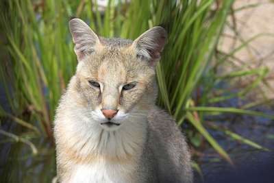 Камышовая кошка, или болотная рысь, или хаус