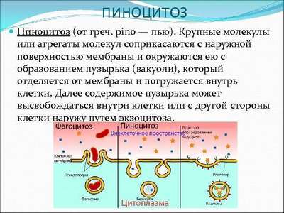 Хаpaктеристика, этапы и механизмы осуществления пиноцитоза