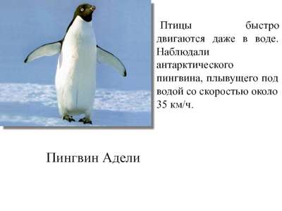 С какой максимальной скоростью плавают пингвины?