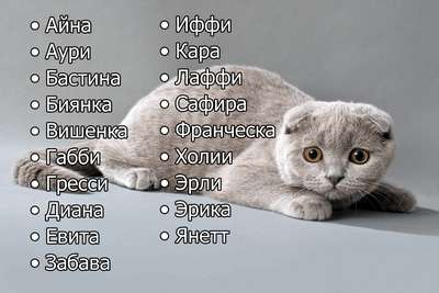 Имена для котов или кошек с черным окрасом шерсти – по алфавиту от А до Я