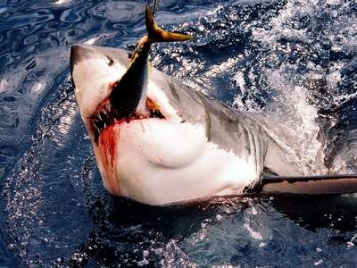 Что ест большая белая акула?