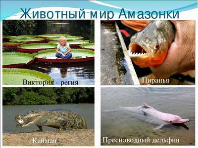 Какие животные обитают в бассейне реки Амaзoнка – список видов, фото и хаpaктеристика