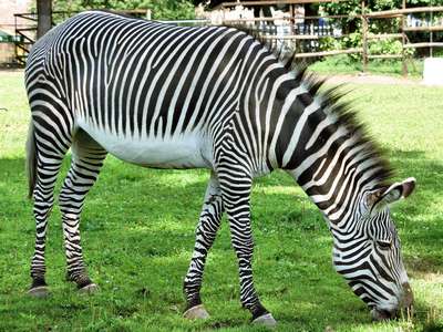 Какой окрас у зебр: белый или черный?