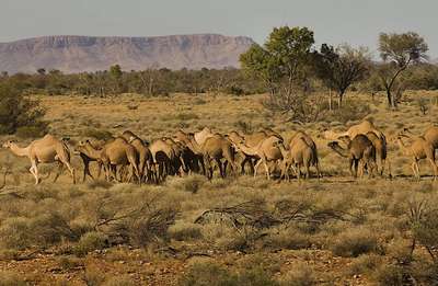 История диких верблюдов Австралии