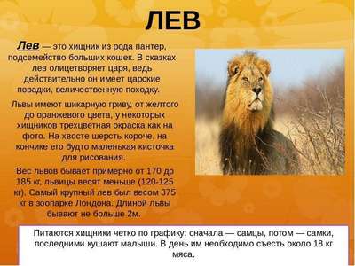 Сколько львов осталось в дикой природе?