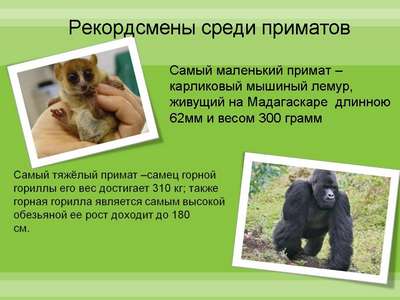 Приматы – интересные факты о родственном для человека отряде животных